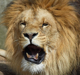 Image showing Lion