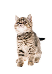 Image showing kitten