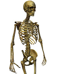 Image showing Male skeleton torso