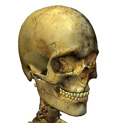 Image showing male skull