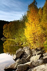 Image showing Birch Tree on The Water in autumn, Norway