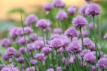 Image showing Blossoms in the Garden