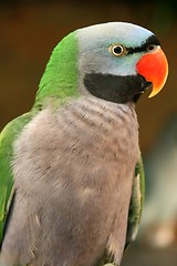 Image showing Parrot