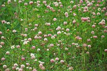 Image showing Meadow grown with blossoming clover