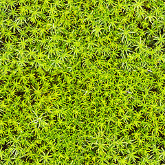 Image showing Seamless texture - marsh moss