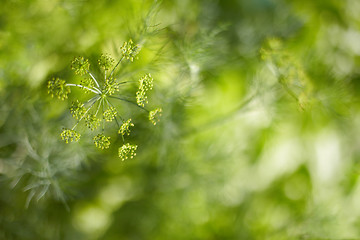 Image showing Blurred abstract background - fennel seeds