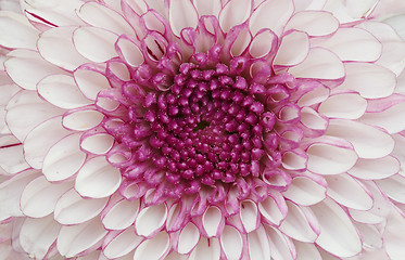 Image showing Big lilac flower close up - background