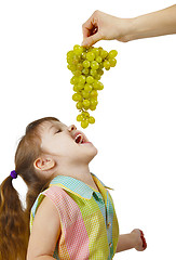 Image showing Cheerful child eats grapes from parental hands