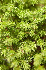 Image showing Juniper