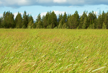 Image showing Green fields, woods and sky