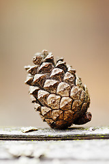Image showing Old pine cone