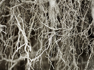 Image showing Bared root system of old tree - background