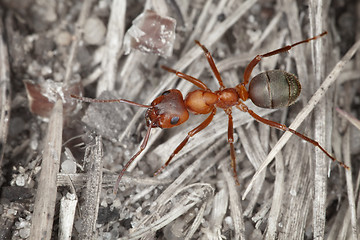 Image showing Wood red big ant close up