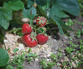 Image showing Ripe berries of strawberry on bed