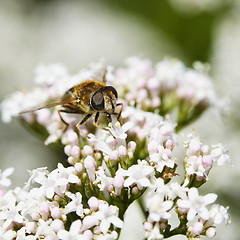 Image showing Fly eats on white inflorescences