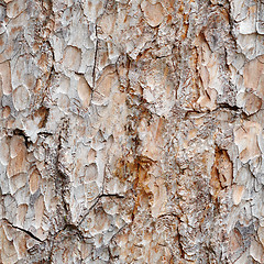 Image showing Seamless texture -  bark of pine