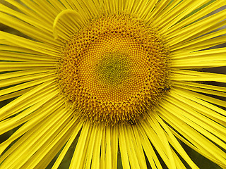 Image showing Yellow Flower