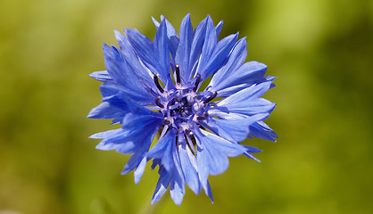 Image showing Blue flower - Centaurea closeup