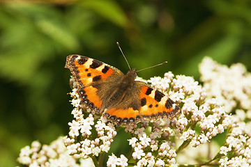 Image showing Aglais urticae - butterfly