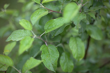 Image showing Young runaways of an apple-tree