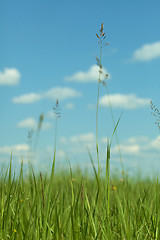 Image showing Green grass against blue sky with clouds