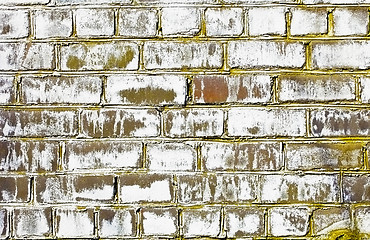 Image showing Brick wall struck by a fungus