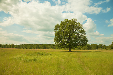 Image showing Tree alone growing in field - oak