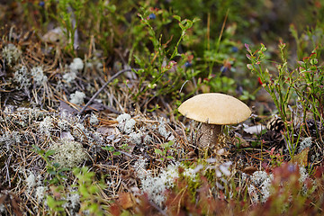 Image showing Mushroom among moss and lichen