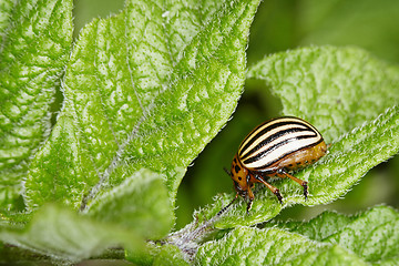 Image showing Colorado bug eats potato greens