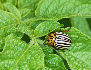 Image showing Colorado bug on potato leaves