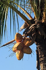 Image showing Coconut Tree