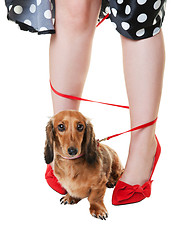 Image showing Tangled Dachshund Dog