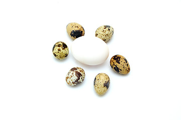 Image showing quail eggs with white egg