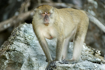 Image showing monkey