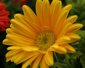 Image showing Yellow Gerbera