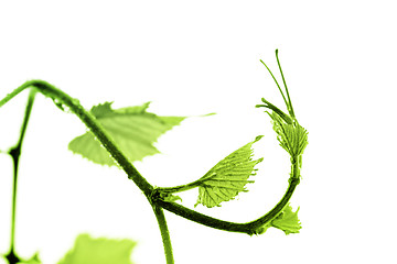 Image showing Grape leaf