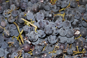 Image showing Grape berries of wine varieties