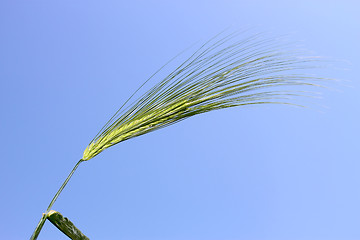 Image showing Blooming green ear of barley