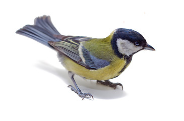 Image showing Great Tit, Parus Major