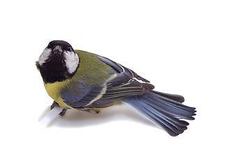 Image showing Great Tit, Parus Major