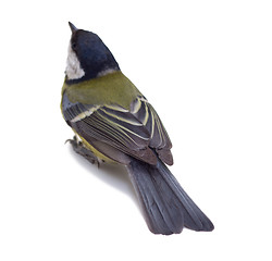 Image showing Great Tit, Parus Major