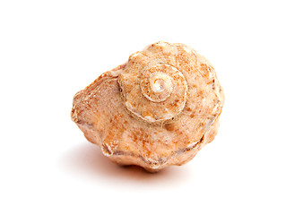 Image showing Sea shell