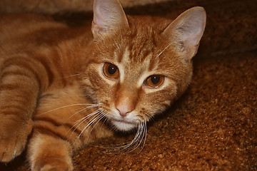 Image showing Young orange cat