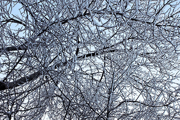 Image showing Winter trees covered with hoarfrost (5)