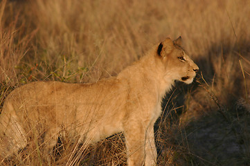 Image showing lioness starting out on hunt