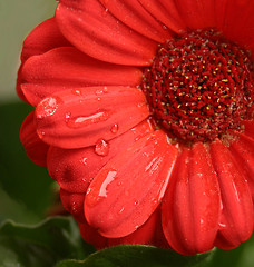 Image showing Red Gerbera
