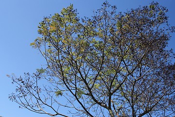 Image showing Tree branches