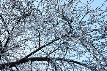 Image showing Winter trees covered with hoarfrost (4)