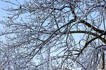 Image showing Winter trees covered with hoarfrost (3)