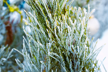 Image showing Pine branch covered with rime